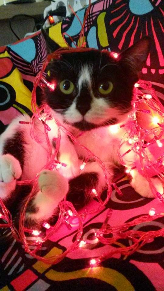 85960-10846195_855755531112275_1677052322925778423_n