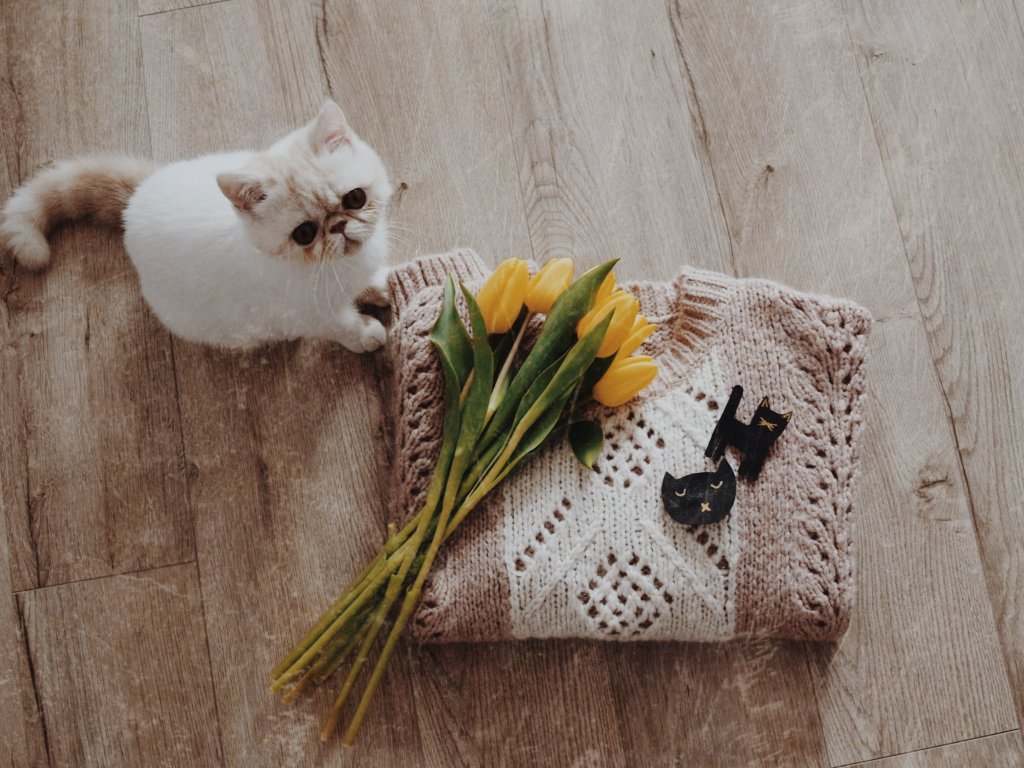 Pisici de pus in&nbsp;piept